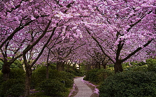 cherry blossom tree, trees, nature, cherry blossom, path HD wallpaper