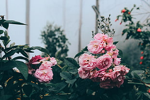 pink roses, Flowers, Bush, Greenhouse