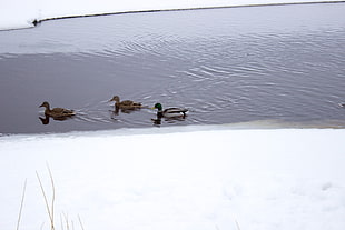 three brown ducks, animals, duck, river, winter HD wallpaper