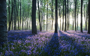 lavender field, photography, landscape, nature, flowers HD wallpaper