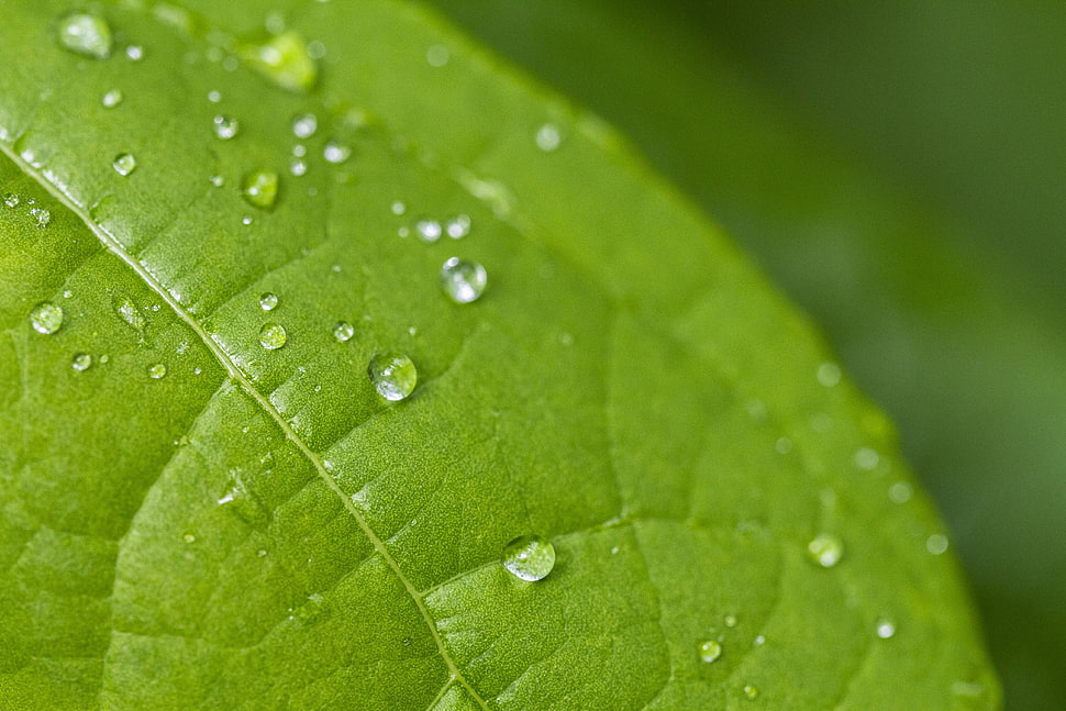 selected photography of green leaf with drop of water HD wallpaper