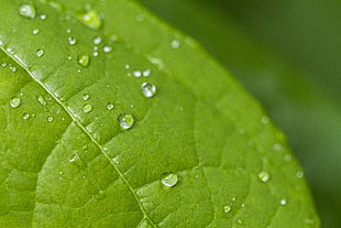 selected photography of green leaf with drop of water