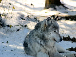 wolf laying down on snow
