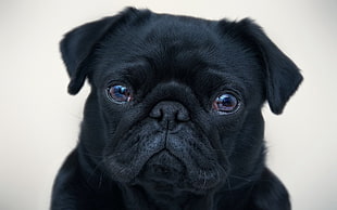 black pug puppy HD wallpaper