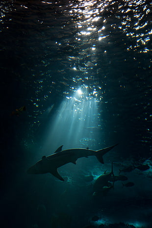 Shark beneath the sea, sharks HD wallpaper
