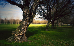 tilt shift lens photography of tree HD wallpaper