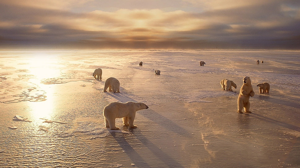 heard of polar bear, animals, nature, ice, landscape HD wallpaper