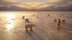 heard of polar bear, animals, nature, ice, landscape