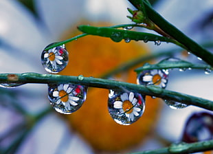 water dew reflects white daisy flowers during daytime HD wallpaper