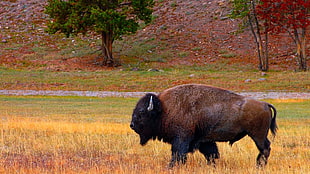 brown and black short coated dog, buffalo, bison, animals