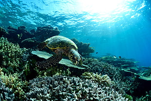 green and black sea turtle, turtle, sea, underwater