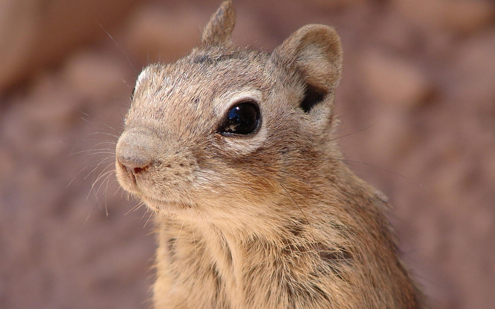 squirrel in portrait photography during daytime HD wallpaper