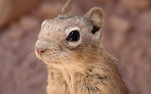 squirrel in portrait photography during daytime