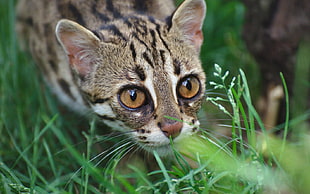 brown wild cat in shallow focus photography