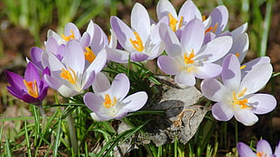 purple Crocus flowers