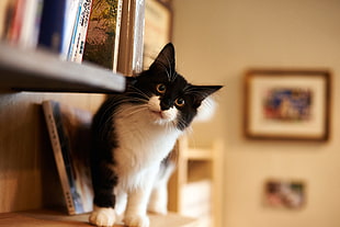 black and white cat, cat, books