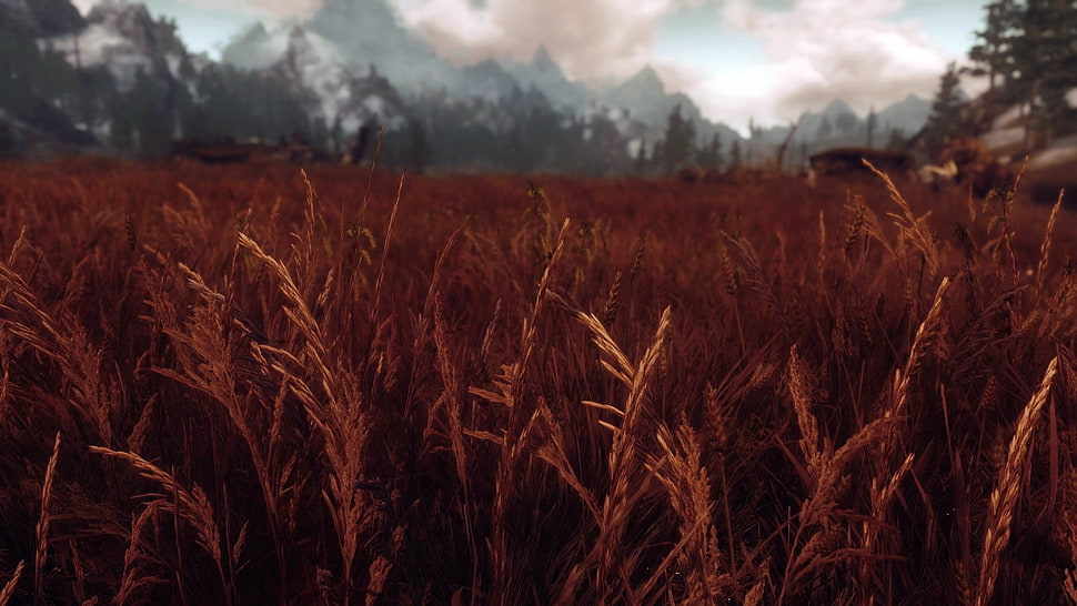 wheat farm, The Elder Scrolls V: Skyrim, landscape, Rye HD wallpaper