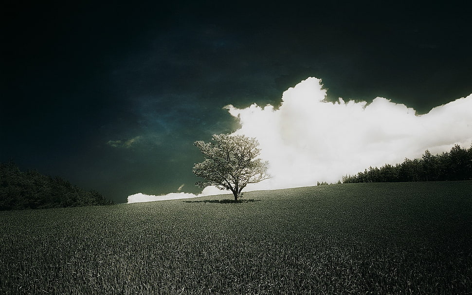 tree surrounded of grass, landscape HD wallpaper