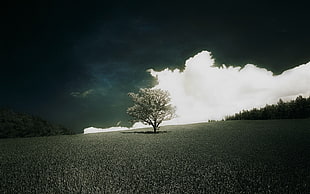 tree surrounded of grass, landscape HD wallpaper