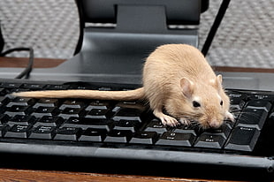 Mouse,  Rat,  Keyboard,  Climb HD wallpaper