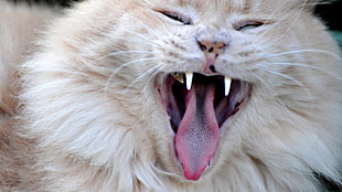 photo of orange long-fur yawning feline