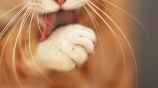 selective focus photography of orange tabby kitten paw, cat, depth of field, licking, animals