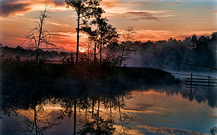 brown and black tree painting, mist, trees, swamp, reflection