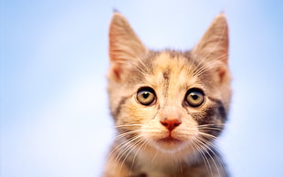 shallow focus photograph of Calico kitten HD wallpaper