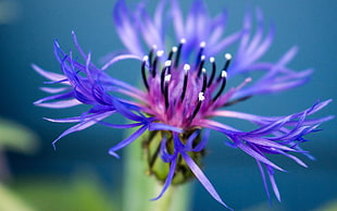 macro shot of blue and purple flower
