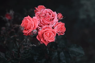 pink Rose flowers, Roses, Bush, Buds