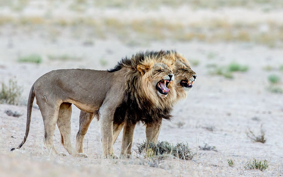 two lion on gray sand HD wallpaper