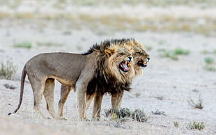 two lion on gray sand