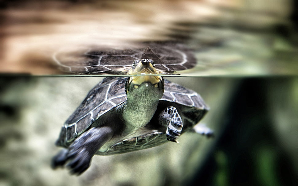 shallow focus photography of green and black turtle on body of water HD wallpaper