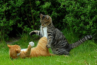 orange tabby cat playing with silver tabby cat on green grass field during daytime