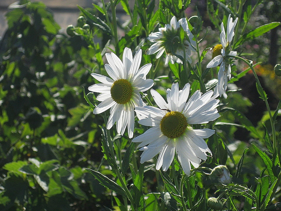 selective focus photo of white Daisies HD wallpaper