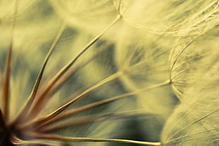 close-up photo of Dandelion flower, mane