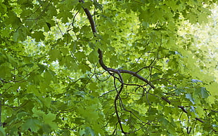 green leaf tree HD wallpaper