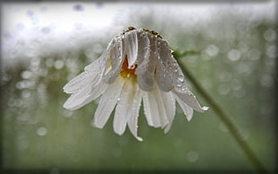 time lapse photography of white Daisy flower