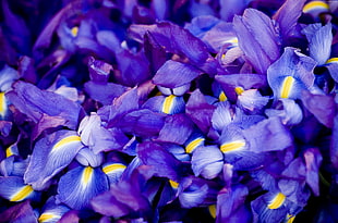 Violet flowers HD wallpaper