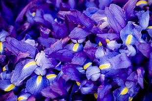 Violet flowers