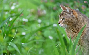 brown cat surrounded by grasses HD wallpaper