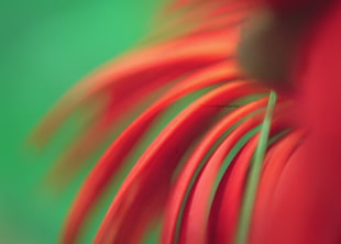 green and red petals