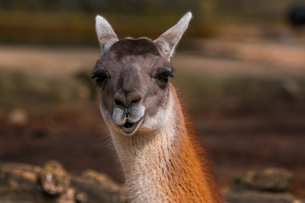 brown and gray llama HD wallpaper