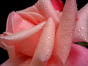 pink flower HD wallpaper
