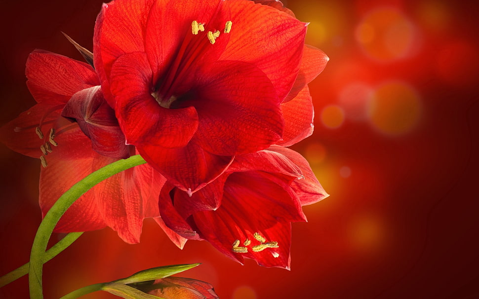 red flowers, nature, flowers, plants HD wallpaper