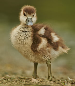 beige and brown duckling