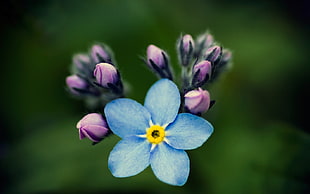 shallow focus photography of blue petaled flower