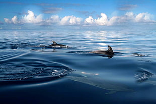 three black dolphins swimming
