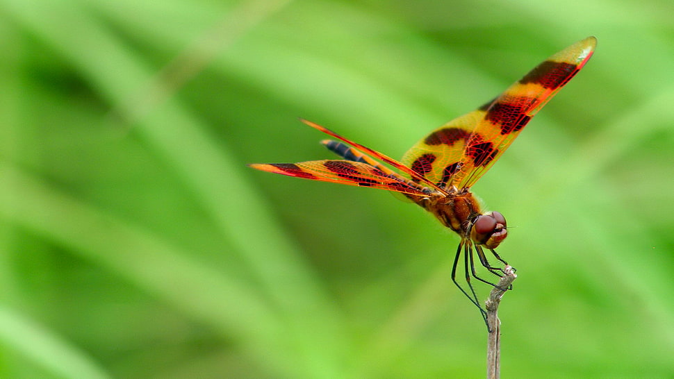 brown and yellow dragonfly macro photography HD wallpaper