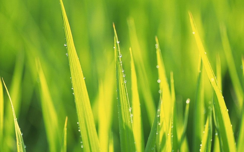 micro photography of green grass with water drops HD wallpaper